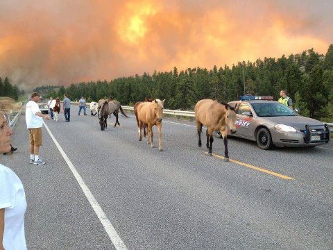 Horses escape Colorado Fires